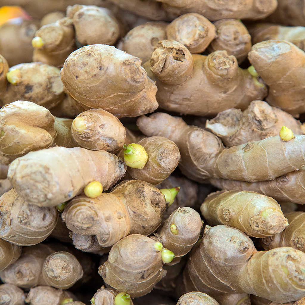 Fresh ginger root – Gray’s Ventures